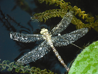 close-up photography of brown dragonfly thumbnail