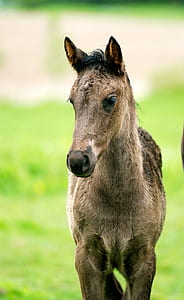 brown pony thumbnail