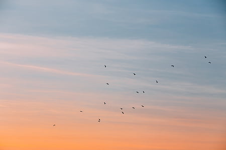 low angle photo of flying birds thumbnail