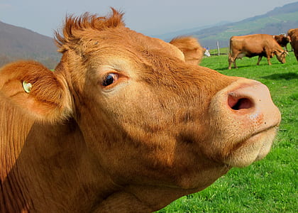 brown cow thumbnail