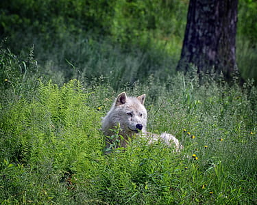 white wolf on green grass near tree thumbnail