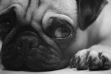 close-up photography of fawn pug thumbnail