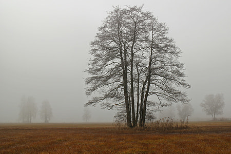black bare tree in field thumbnail