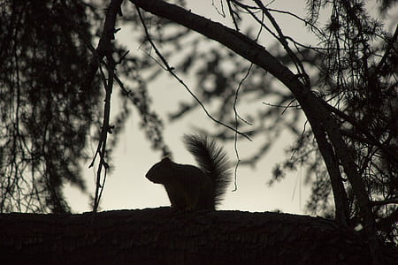 silhouette of squirrel thumbnail