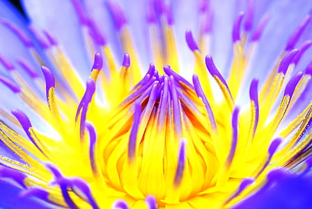 macro photography of yellow and purple waterlily flower thumbnail