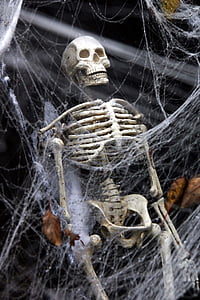 skeleton hanging on spider web thumbnail