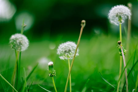 tilt shift focus photography of white dandelion flowers thumbnail