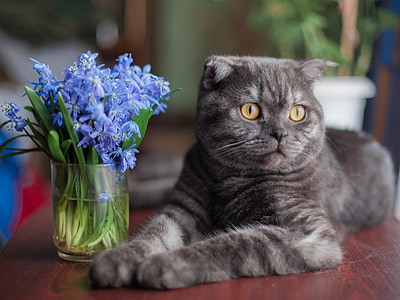 tilt-shift photography of gray cat beside blue flowers on vase thumbnail