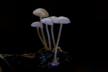 low light photography of white mushrooms thumbnail