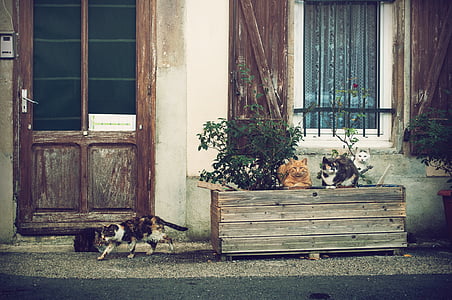 two cats sitting on plant stands thumbnail