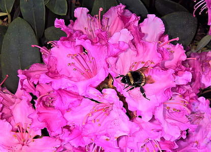 honeybee collecting nectar from purple petaled flowers thumbnail