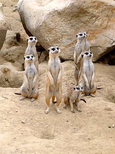 seven meerkats thumbnail