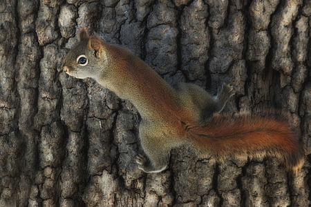 brown squirrel on tree bark thumbnail