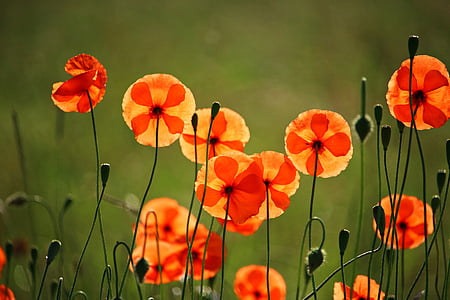 orange and red petal flower thumbnail