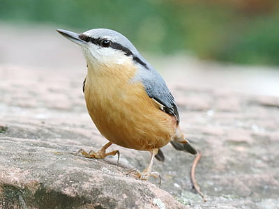 closeup photo of gray and brown bird on brown surface thumbnail
