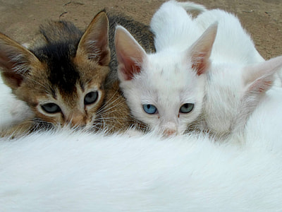 four white and black kittens suckling on white mother cat thumbnail
