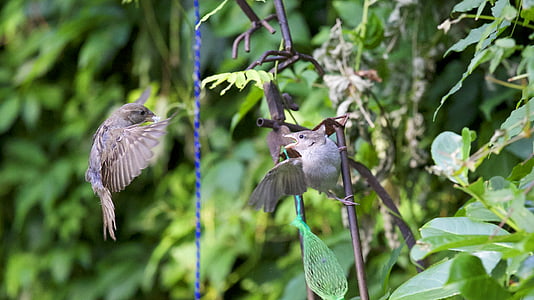 two gray flying birds thumbnail