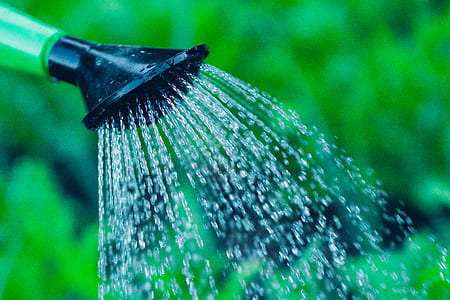 Green Black Watering Can Spraying at Green Leaved Plant thumbnail