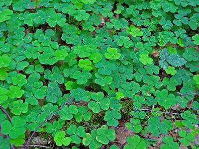 four leaf clover plant thumbnail