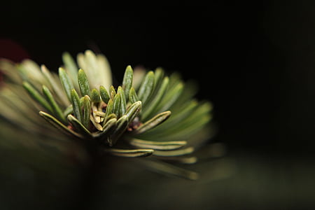 green and pink flower decor thumbnail