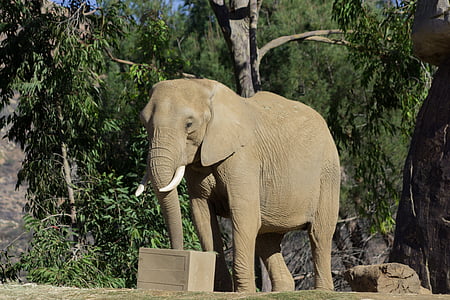 brown elephant near box thumbnail