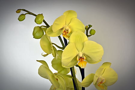 yellow petaled flower closeup photo thumbnail