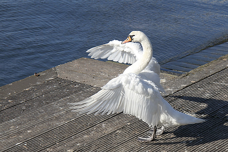 white swan thumbnail