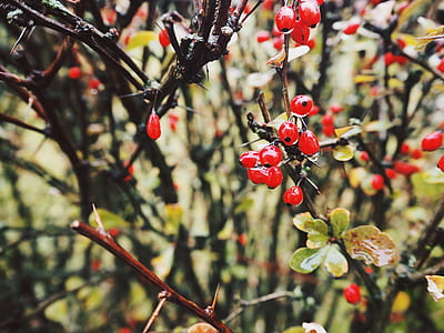 Close-up Photo of Red Berries thumbnail