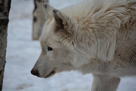 white fox on white surface thumbnail