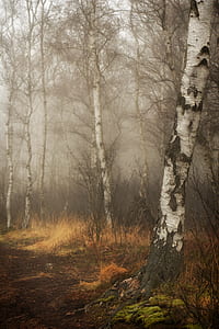 forest trees painting thumbnail