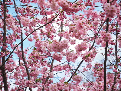 cherry blossoms under cloudy sky at daytime thumbnail