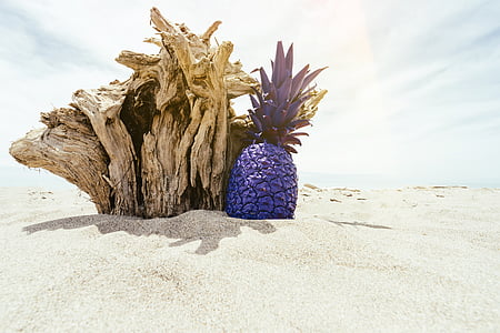 blue pineapple beside driftwood thumbnail