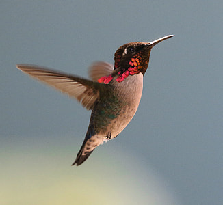 gray and red hummingbird flying mid air at daytime thumbnail