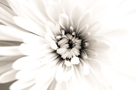 closeup photo of white chrysanthemum flower thumbnail