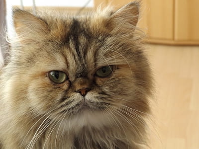 short-furred brown cat thumbnail