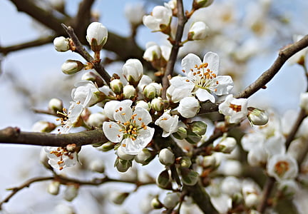 tilt shift photography of white flowers thumbnail