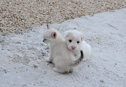 white puppy and white kitten outdoor thumbnail