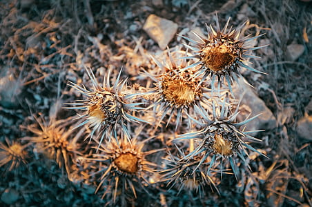 decay, bloom, nature, botany, botanist, floral thumbnail
