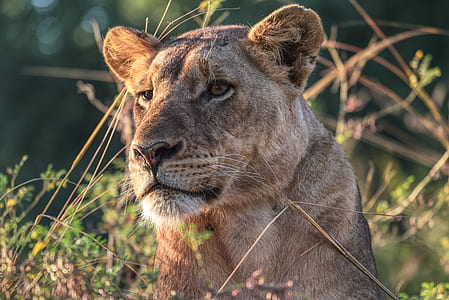 lioness hiding in bush thumbnail