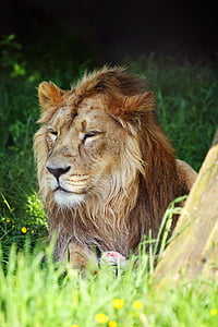 lion sleeping on green grass lawn thumbnail
