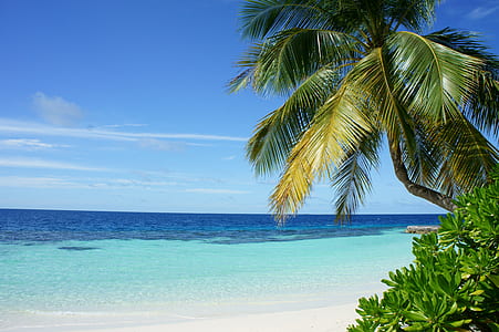 green palm tree near sea under blue sky thumbnail