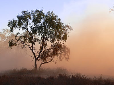 tree covered in fog thumbnail