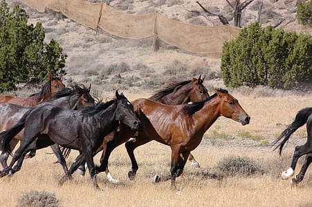 black and brown horses near trees thumbnail