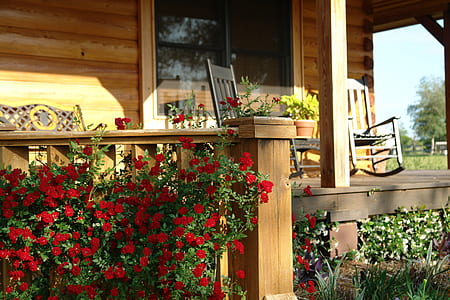 red petaled flowers on brown balcony thumbnail