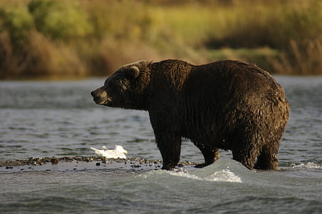 Wildlife photo of brown bear thumbnail