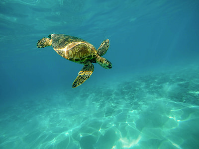 green and brown turtle in water thumbnail
