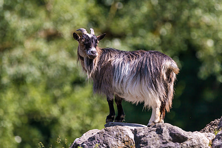 black and white goat standing on hill thumbnail