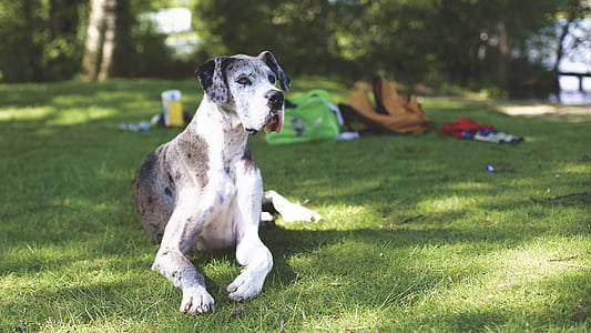 adult great dane on grass field thumbnail