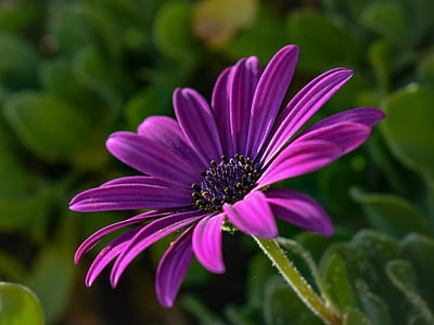 selective focus photography of purple clustered flower thumbnail