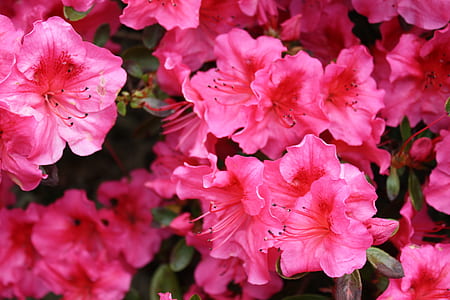 pink hibiscus flower lot thumbnail